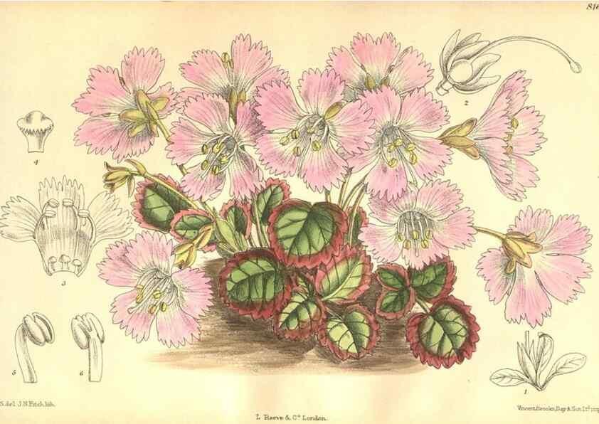 Reproducción/Reproduction 9600980672: Curtis's botanical magazine.. London ;New York [etc.] :Academic Press [etc.]