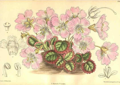 Reproducción/Reproduction 9600980672: Curtis's botanical magazine.. London ;New York [etc.] :Academic Press [etc.]