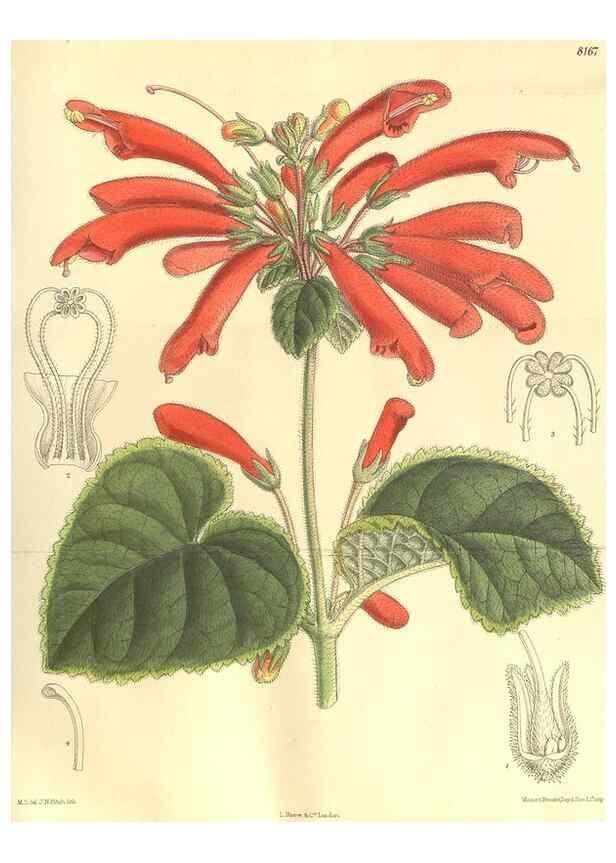 Reproducción/Reproduction 9600983134: Curtis's botanical magazine.. London ;New York [etc.] :Academic Press [etc.]