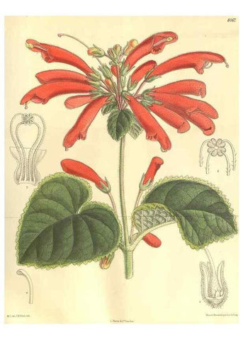 Reproducción/Reproduction 9600983134: Curtis's botanical magazine.. London ;New York [etc.] :Academic Press [etc.]