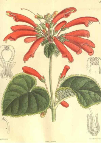 Reproducción/Reproduction 9600983134: Curtis's botanical magazine.. London ;New York [etc.] :Academic Press [etc.]