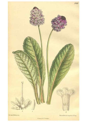 Reproducción/Reproduction 9600986046: Curtis's botanical magazine.. London ;New York [etc.] :Academic Press [etc.]