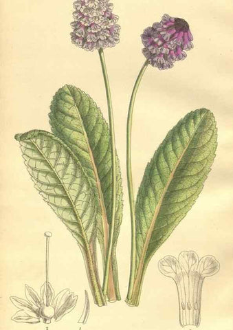 Reproducción/Reproduction 9600986046: Curtis's botanical magazine.. London ;New York [etc.] :Academic Press [etc.]