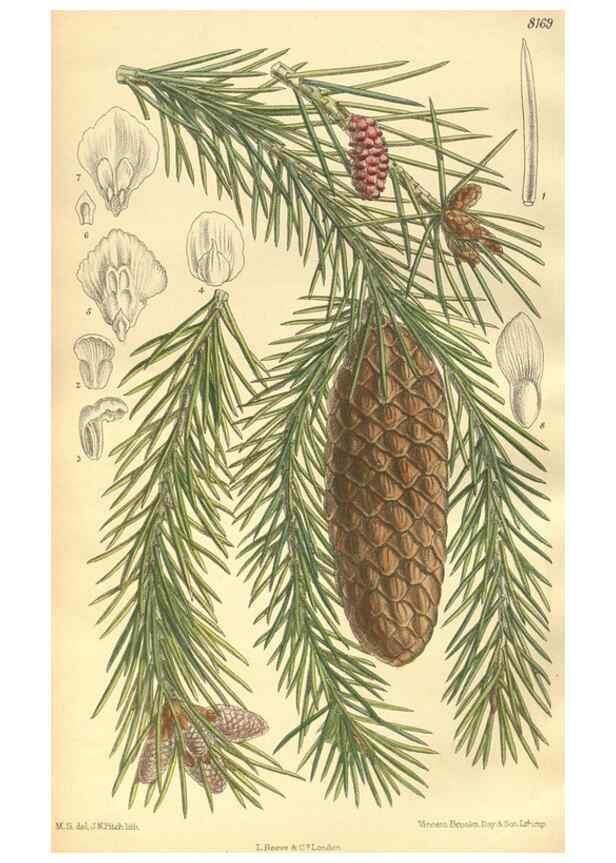 Reproducción/Reproduction 9598196781: Curtis's botanical magazine.. London ;New York [etc.] :Academic Press [etc.]