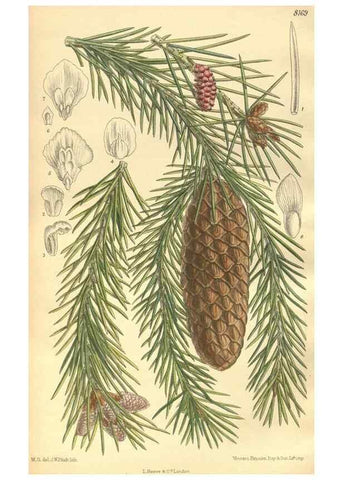 Reproducción/Reproduction 9598196781: Curtis's botanical magazine.. London ;New York [etc.] :Academic Press [etc.]