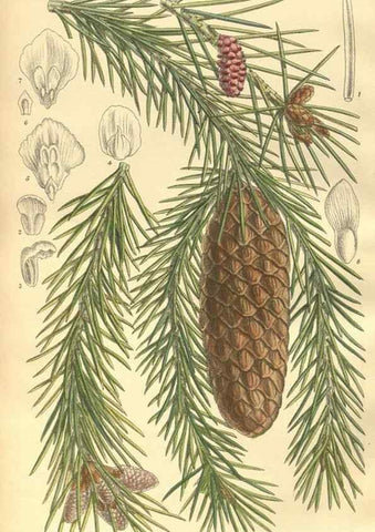 Reproducción/Reproduction 9598196781: Curtis's botanical magazine.. London ;New York [etc.] :Academic Press [etc.]