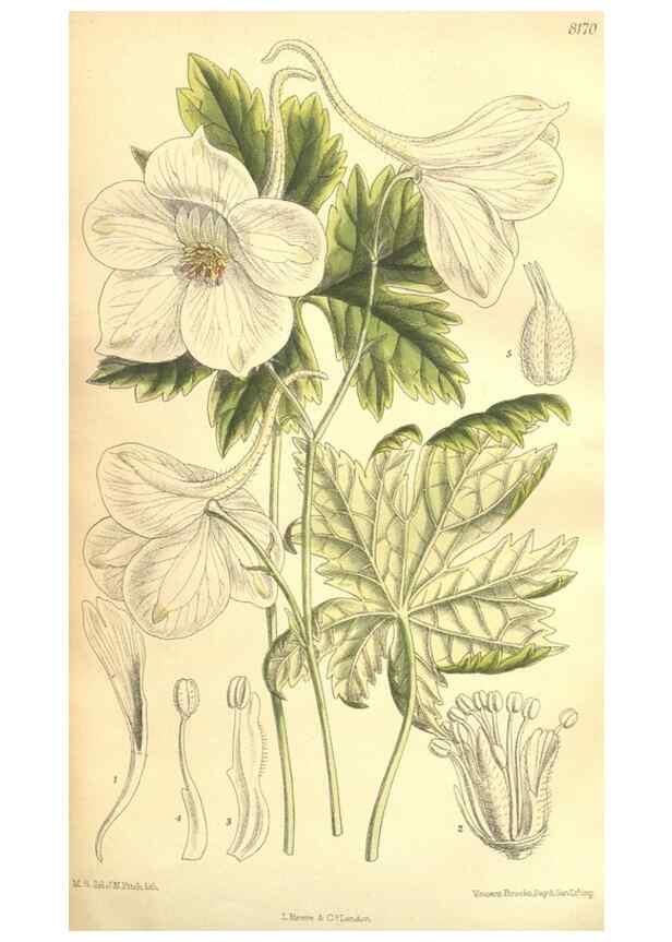 Reproducción/Reproduction 9600992364: Curtis's botanical magazine.. London ;New York [etc.] :Academic Press [etc.]
