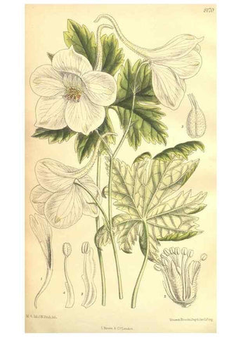 Reproducción/Reproduction 9600992364: Curtis's botanical magazine.. London ;New York [etc.] :Academic Press [etc.]