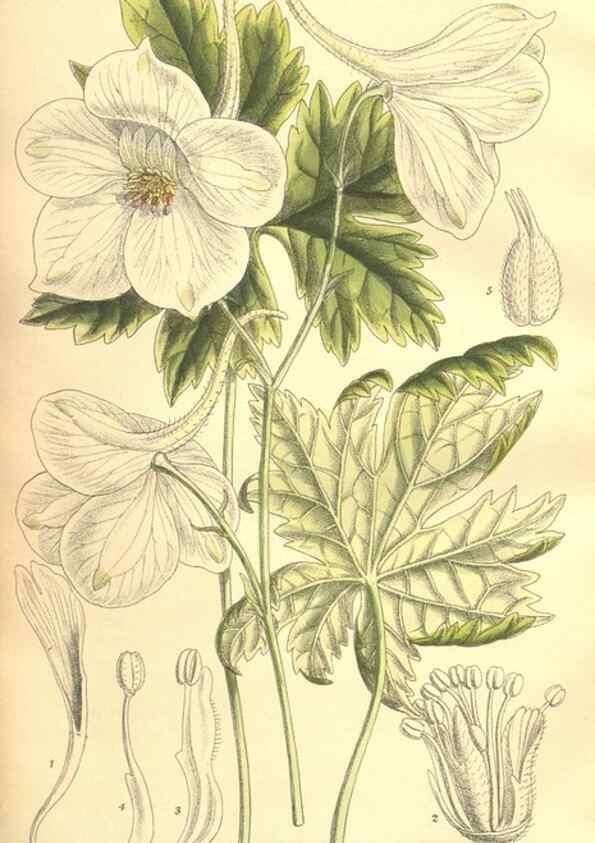 Reproducción/Reproduction 9600992364: Curtis's botanical magazine.. London ;New York [etc.] :Academic Press [etc.]