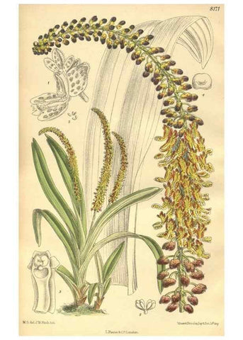 Reproducción/Reproduction 9600995800: Curtis's botanical magazine.. London ;New York [etc.] :Academic Press [etc.]