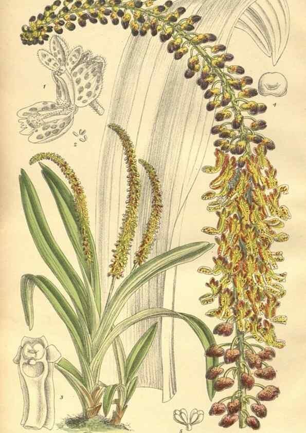 Reproducción/Reproduction 9600995800: Curtis's botanical magazine.. London ;New York [etc.] :Academic Press [etc.]