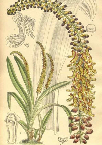 Reproducción/Reproduction 9600995800: Curtis's botanical magazine.. London ;New York [etc.] :Academic Press [etc.]