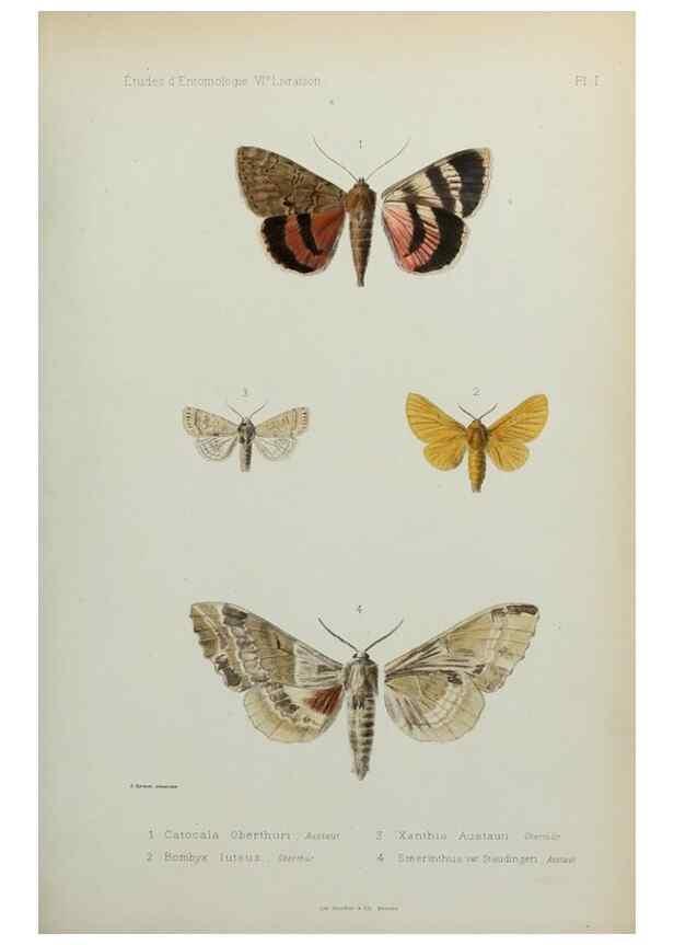Reproducción/Reproduction 9607800628: Études d'entomologie :. Rennes :Imprimerie Oberthür,[1876]-1902.