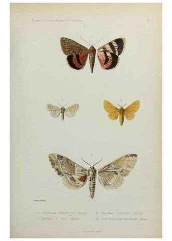 Reproducción/Reproduction 9607800628: Études d'entomologie :. Rennes :Imprimerie Oberthür,[1876]-1902.