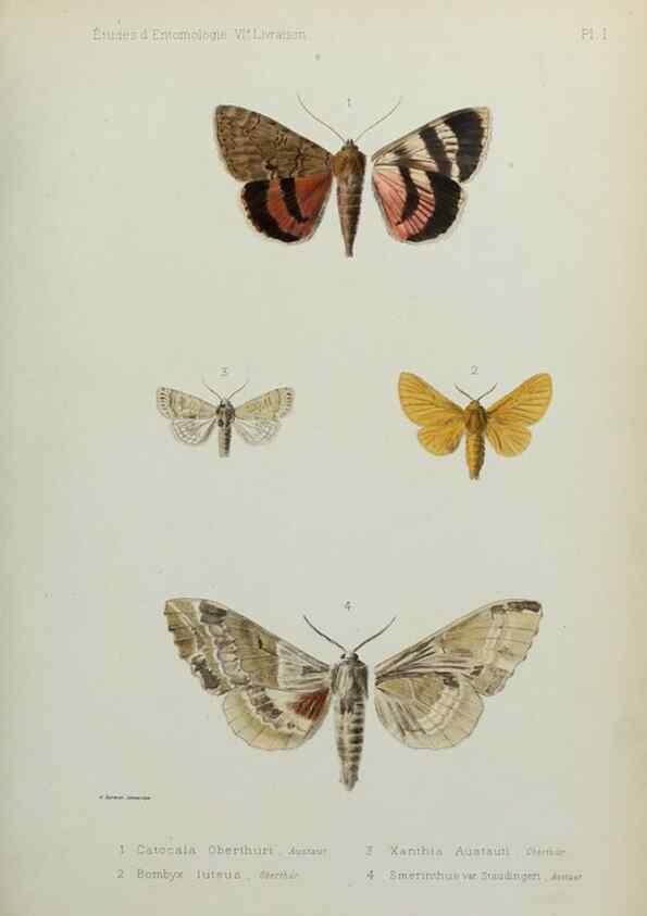 Reproducción/Reproduction 9607800628: Études d'entomologie :. Rennes :Imprimerie Oberthür,[1876]-1902.