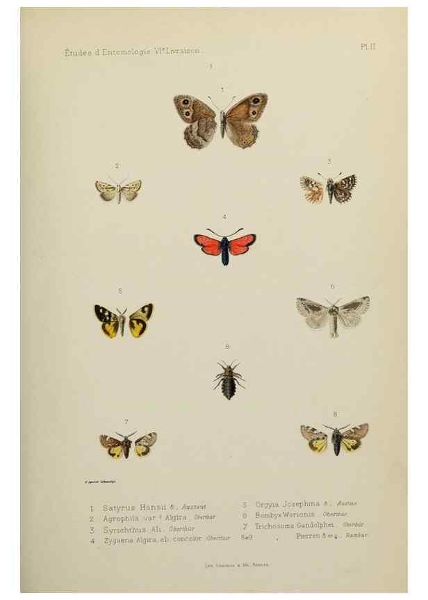Reproducción/Reproduction 9604566571: Études d'entomologie :. Rennes :Imprimerie Oberthür,[1876]-1902.
