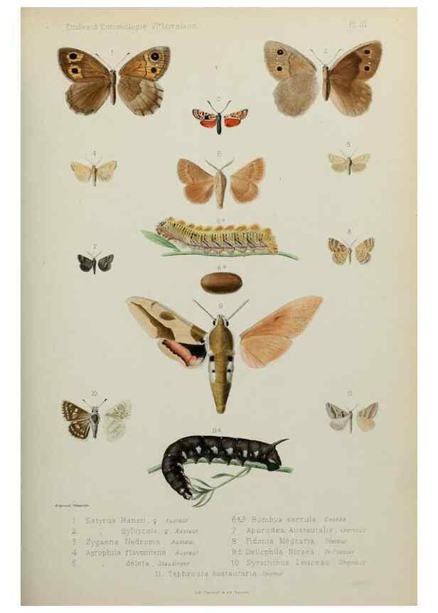 Reproducción/Reproduction 9607802040: Études d'entomologie :. Rennes :Imprimerie Oberthür,[1876]-1902.