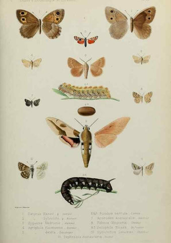 Reproducción/Reproduction 9607802040: Études d'entomologie :. Rennes :Imprimerie Oberthür,[1876]-1902.