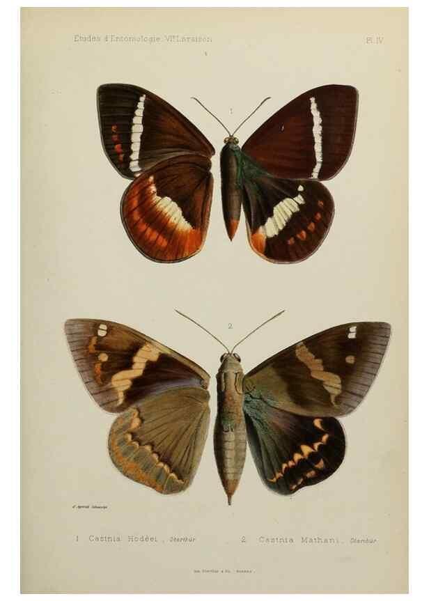 Reproducción/Reproduction 9604568295: Études d'entomologie :. Rennes :Imprimerie Oberthür,[1876]-1902.