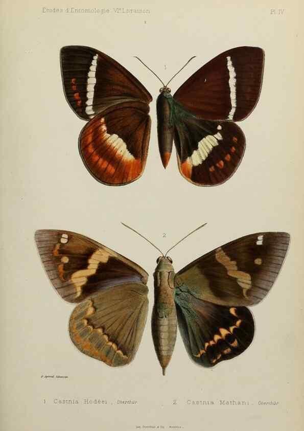 Reproducción/Reproduction 9604568295: Études d'entomologie :. Rennes :Imprimerie Oberthür,[1876]-1902.
