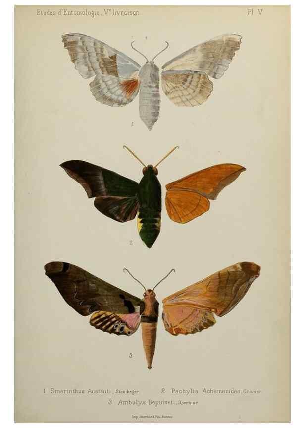 Reproducción/Reproduction 9604569189: Études d'entomologie :. Rennes :Imprimerie Oberthür,[1876]-1902.