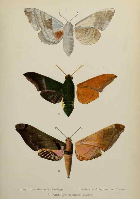 Reproducción/Reproduction 9604569189: Études d'entomologie :. Rennes :Imprimerie Oberthür,[1876]-1902.
