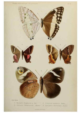 Reproducción/Reproduction 9604570129: Études d'entomologie :. Rennes :Imprimerie Oberthür,[1876]-1902.