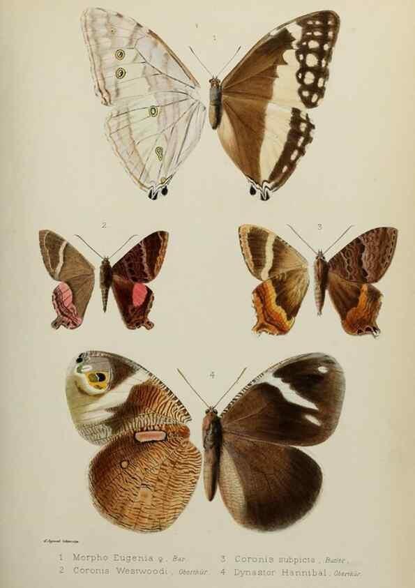 Reproducción/Reproduction 9604570129: Études d'entomologie :. Rennes :Imprimerie Oberthür,[1876]-1902.