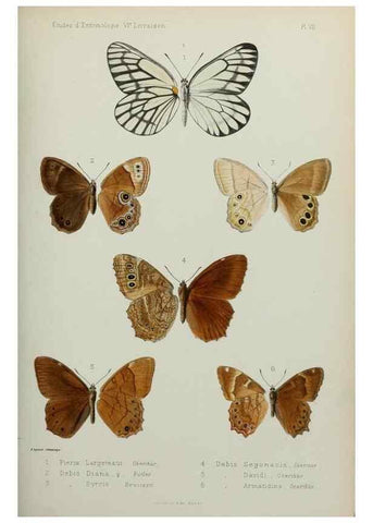 Reproducción/Reproduction 9604570869: Études d'entomologie :. Rennes :Imprimerie Oberthür,[1876]-1902.