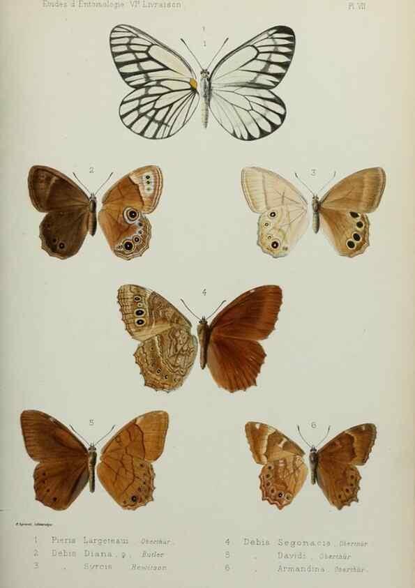 Reproducción/Reproduction 9604570869: Études d'entomologie :. Rennes :Imprimerie Oberthür,[1876]-1902.