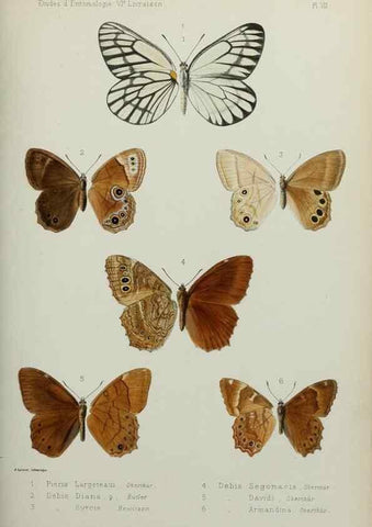 Reproducción/Reproduction 9604570869: Études d'entomologie :. Rennes :Imprimerie Oberthür,[1876]-1902.