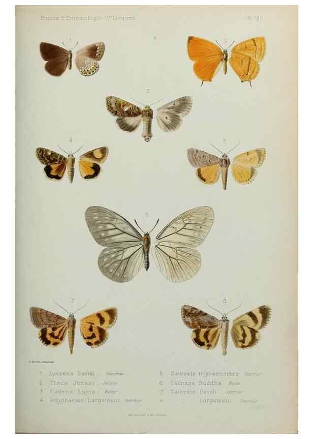 Reproducción/Reproduction 9604571585: Études d'entomologie :. Rennes :Imprimerie Oberthür,[1876]-1902.
