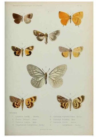 Reproducción/Reproduction 9604571585: Études d'entomologie :. Rennes :Imprimerie Oberthür,[1876]-1902.