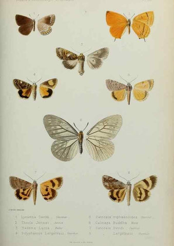 Reproducción/Reproduction 9604571585: Études d'entomologie :. Rennes :Imprimerie Oberthür,[1876]-1902.