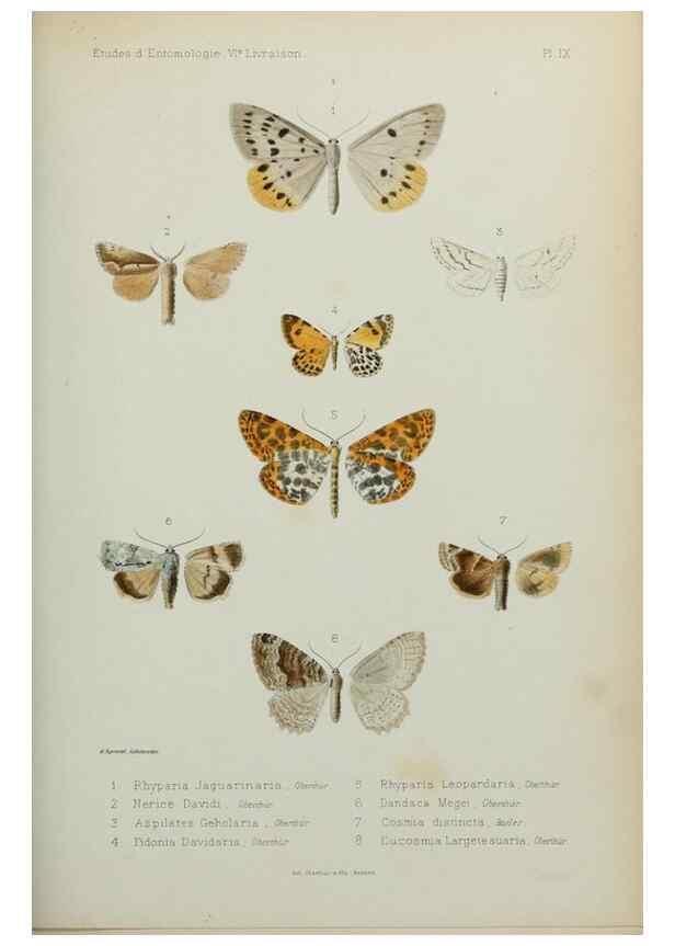 Reproducción/Reproduction 9607806974: Études d'entomologie :. Rennes :Imprimerie Oberthür,[1876]-1902.
