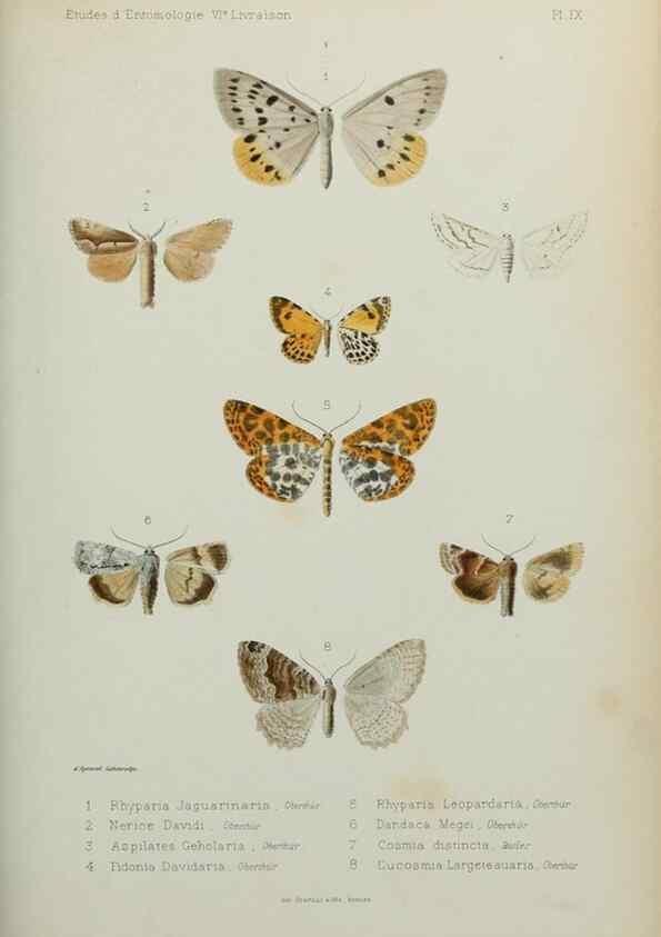 Reproducción/Reproduction 9607806974: Études d'entomologie :. Rennes :Imprimerie Oberthür,[1876]-1902.