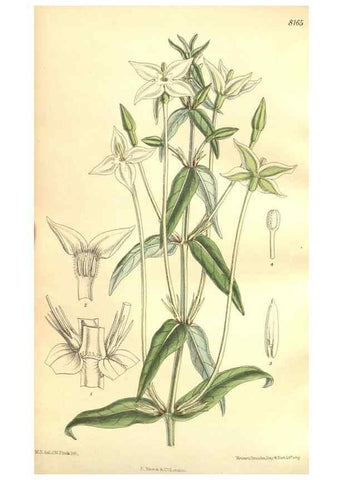 Reproducción/Reproduction 9598186755: Curtis's botanical magazine.. London ;New York [etc.] :Academic Press [etc.]