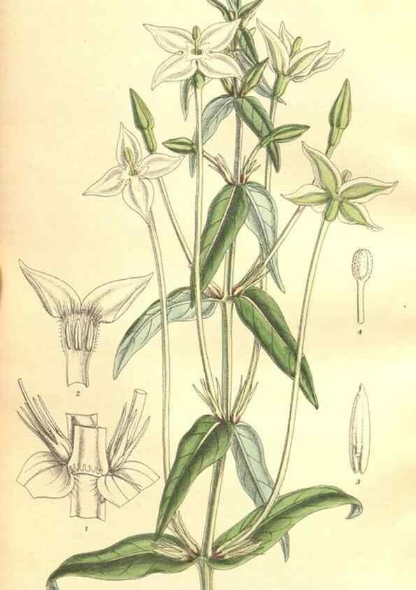 Reproducción/Reproduction 9598186755: Curtis's botanical magazine.. London ;New York [etc.] :Academic Press [etc.]