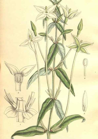 Reproducción/Reproduction 9598186755: Curtis's botanical magazine.. London ;New York [etc.] :Academic Press [etc.]