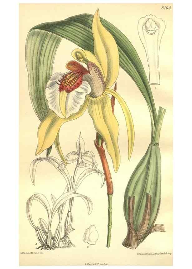 Reproducción/Reproduction 9600975810: Curtis's botanical magazine.. London ;New York [etc.] :Academic Press [etc.]