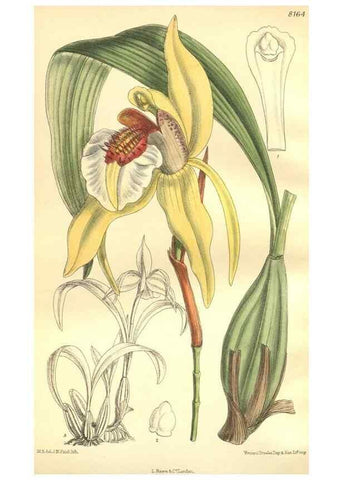 Reproducción/Reproduction 9600975810: Curtis's botanical magazine.. London ;New York [etc.] :Academic Press [etc.]