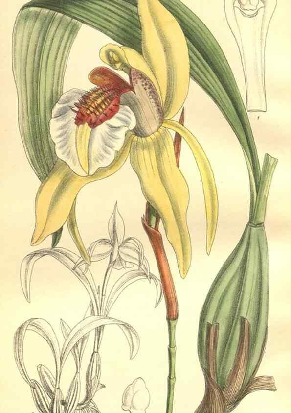 Reproducción/Reproduction 9600975810: Curtis's botanical magazine.. London ;New York [etc.] :Academic Press [etc.]