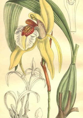 Reproducción/Reproduction 9600975810: Curtis's botanical magazine.. London ;New York [etc.] :Academic Press [etc.]