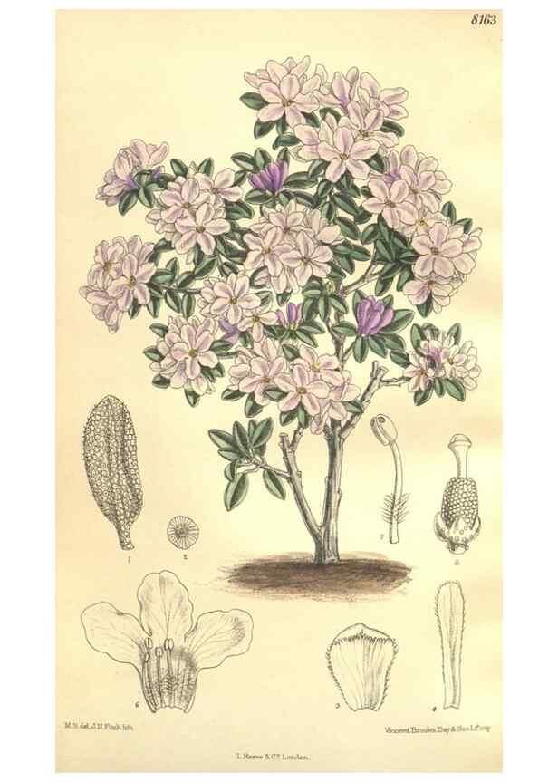 Reproducción/Reproduction 9598180493: Curtis's botanical magazine.. London ;New York [etc.] :Academic Press [etc.]