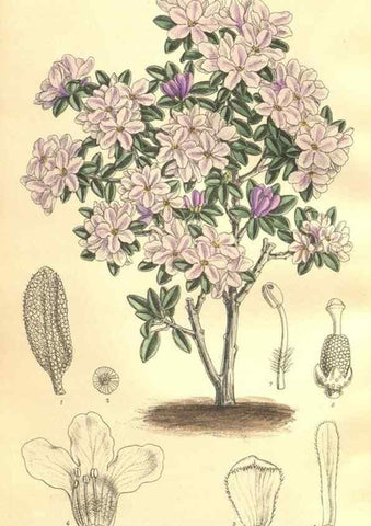 Reproducción/Reproduction 9598180493: Curtis's botanical magazine.. London ;New York [etc.] :Academic Press [etc.]