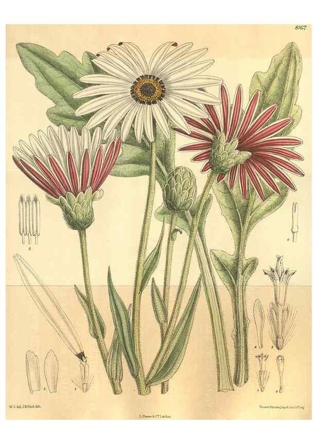 Reproducción/Reproduction 9600969798: Curtis's botanical magazine.. London ;New York [etc.] :Academic Press [etc.]