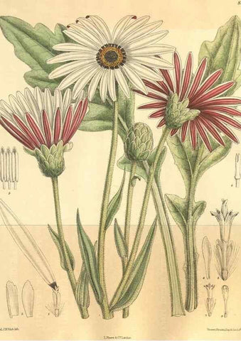 Reproducción/Reproduction 9600969798: Curtis's botanical magazine.. London ;New York [etc.] :Academic Press [etc.]
