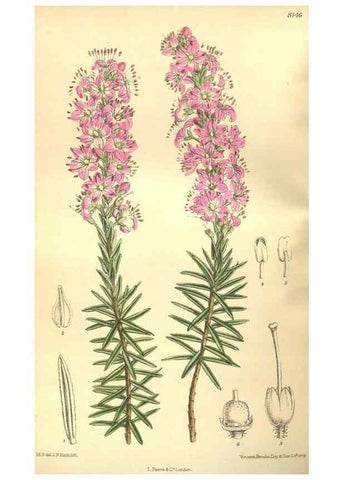 Reproducción/Reproduction 9598126369: Curtis's botanical magazine.. London ;New York [etc.] :Academic Press [etc.]