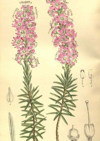 Reproducción/Reproduction 9598126369: Curtis's botanical magazine.. London ;New York [etc.] :Academic Press [etc.]