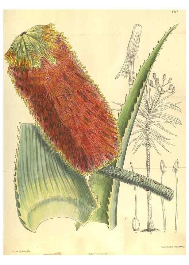 Reproducción/Reproduction 9600921202: Curtis's botanical magazine.. London ;New York [etc.] :Academic Press [etc.]